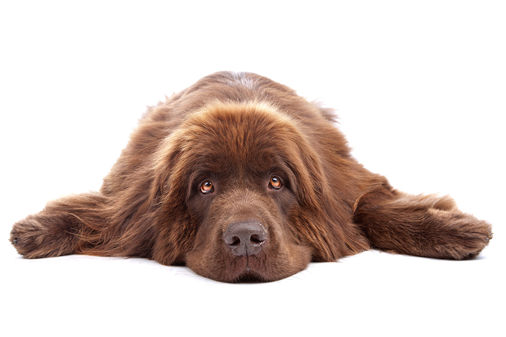 Träger Hund